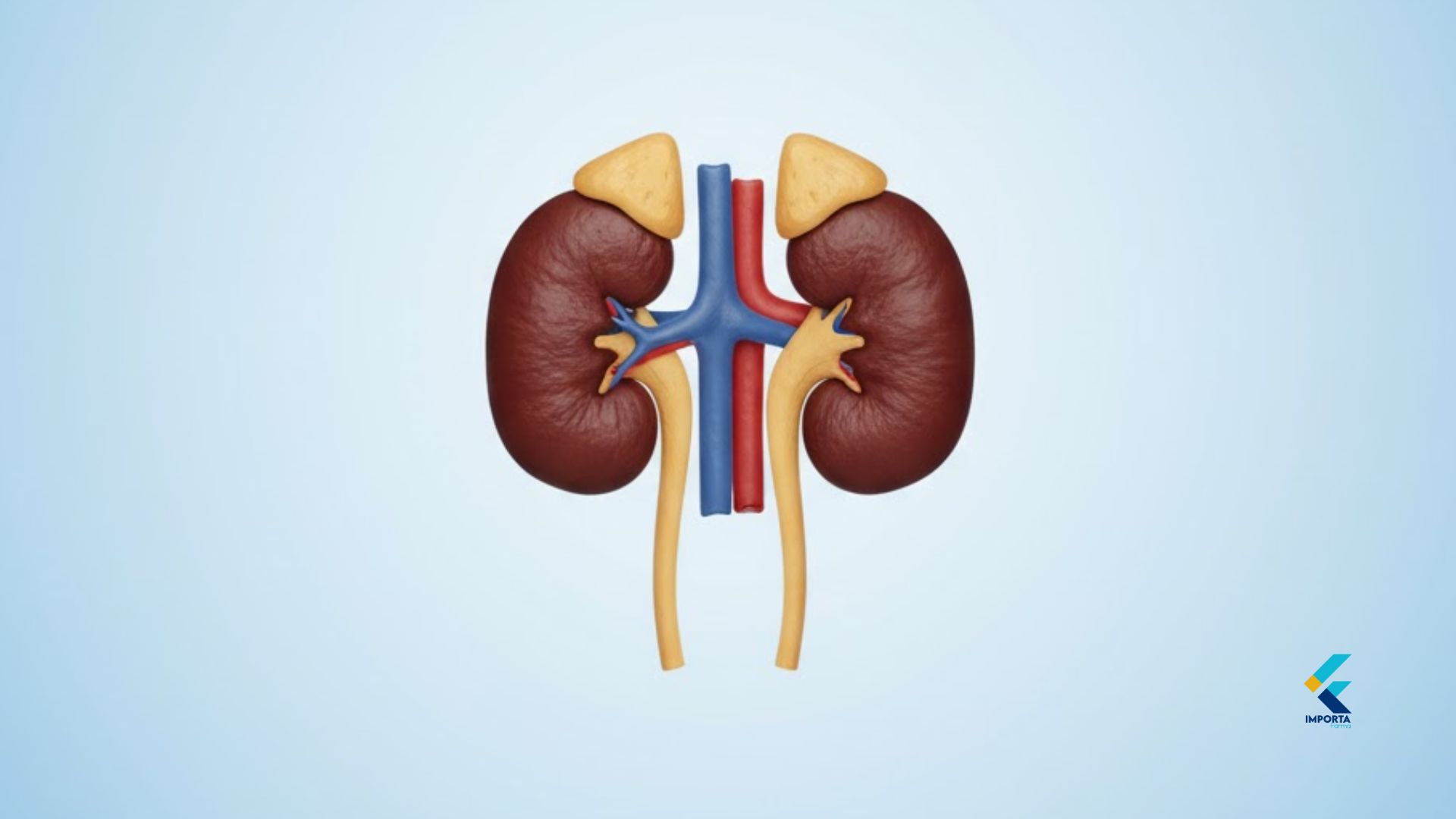Ilustração médica anatômica mostrando as glândulas adrenais (suprarrenais) localizadas acima dos rins, destacando a fonte da insuficiência adrenal.