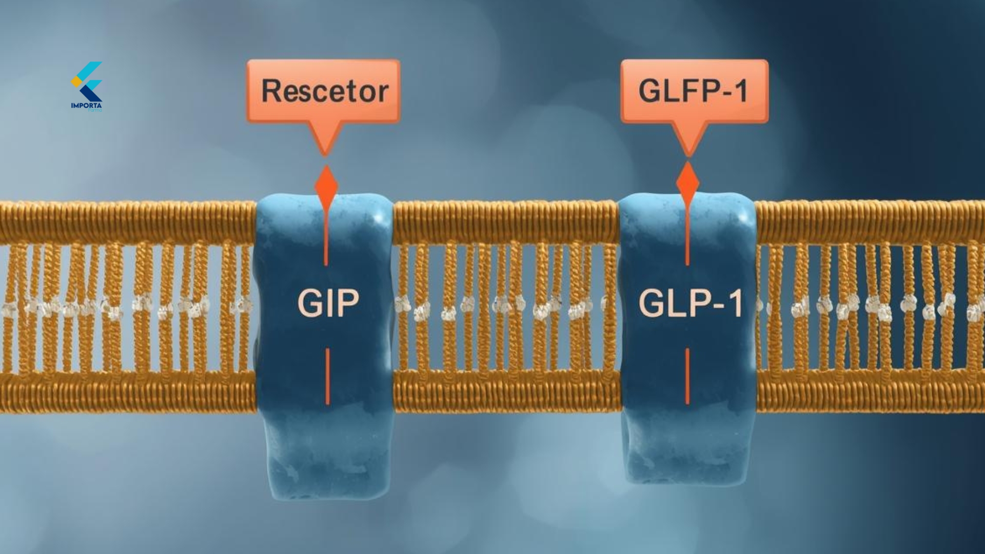 Infográfico mostrando o mecanismo de ação da Tirzepatida 15 mg como um agonista duplo dos receptores GIP e GLP-1.